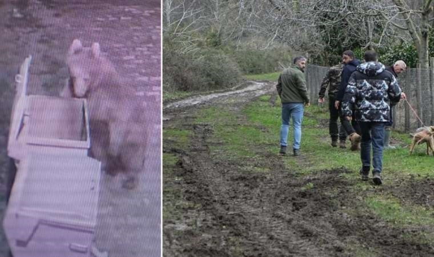 Bursa’da 30 saattir firar olan ayı halen aranıyor