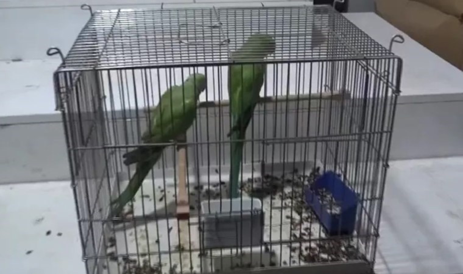 Bursa’da 9 papağan korumaya alındı: Yasa dışı yollarla yurda sokulmuş…