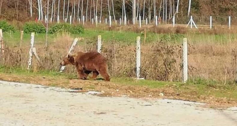 Bursa’da aranan kaçak ayı 9 gün sonra yakalandı