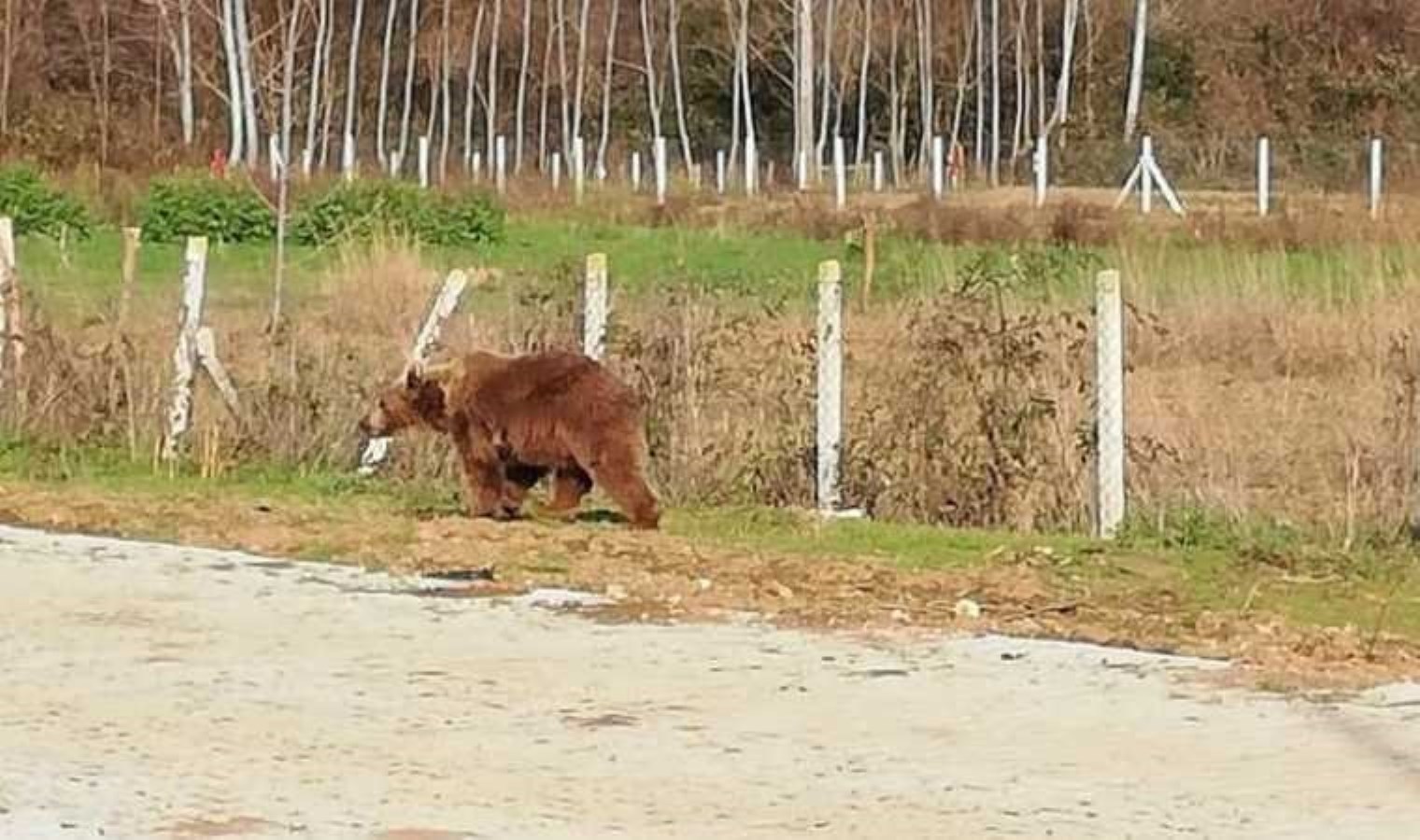Bursa’da aranan kaçak ayı 9 gün sonra yakalandı