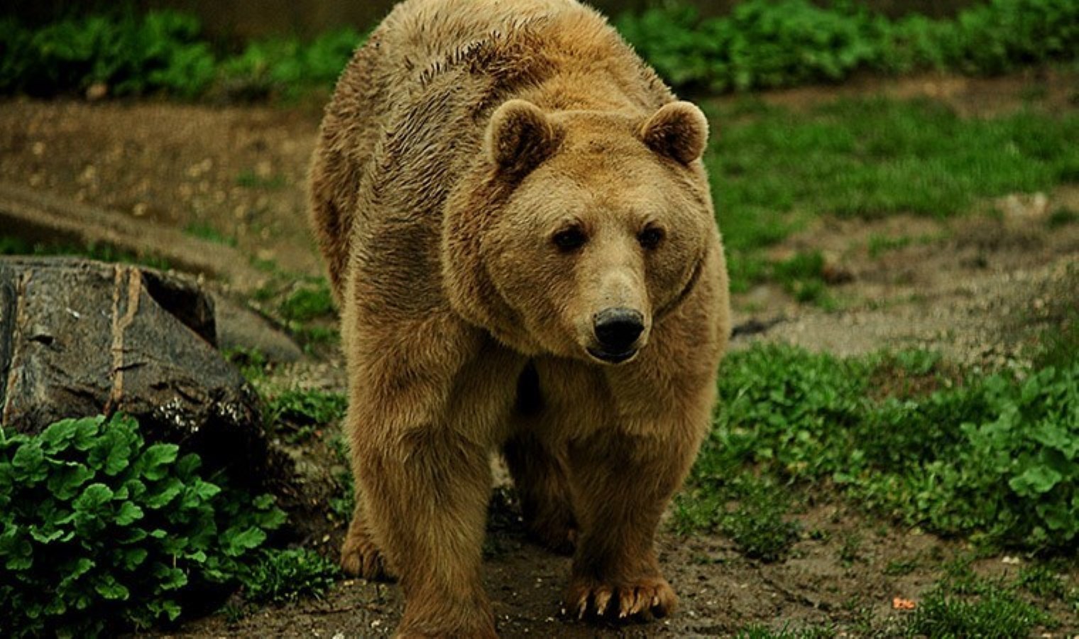 Bursa’da bozayılar kış uykusuna yatmadı: Günde 4 öğün besleniyorlar