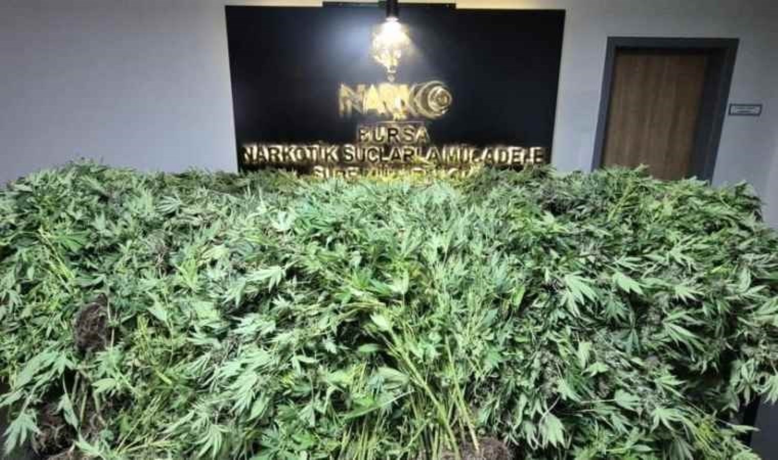 Bursa’da ‘GDO’lu esrar’ operasyonu