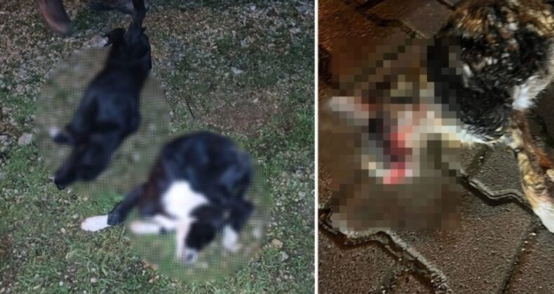 Bursa’da vahşet: 5’i yavru 6 köpek ve 1 kedi zehirlenmiş halde bulundu!