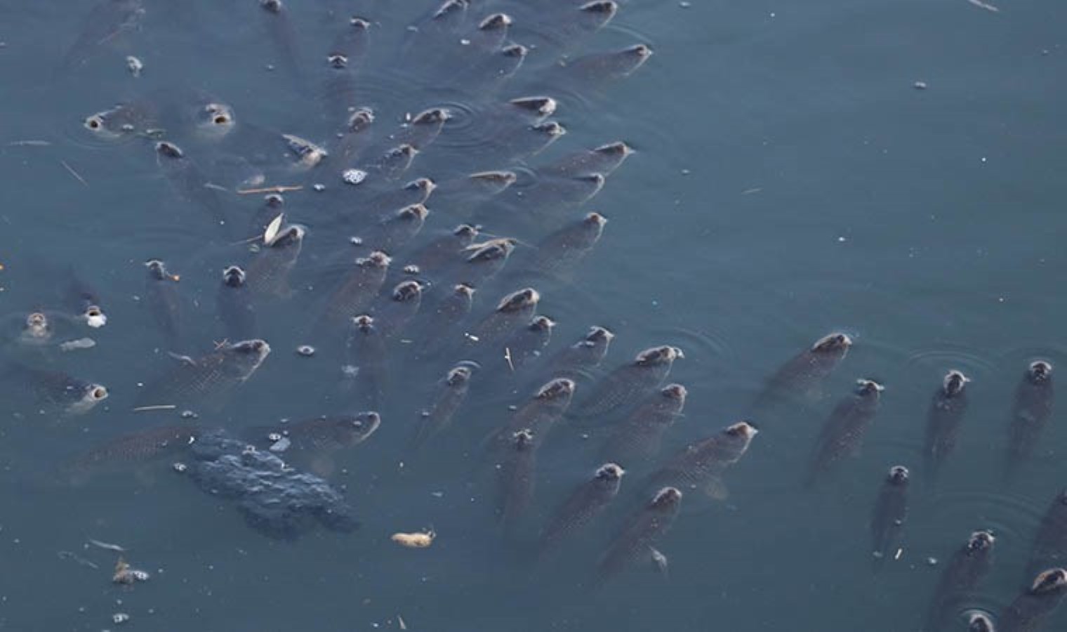 Ceyhan Nehri’nde balık ölümleri: İnceleme başlatıldı