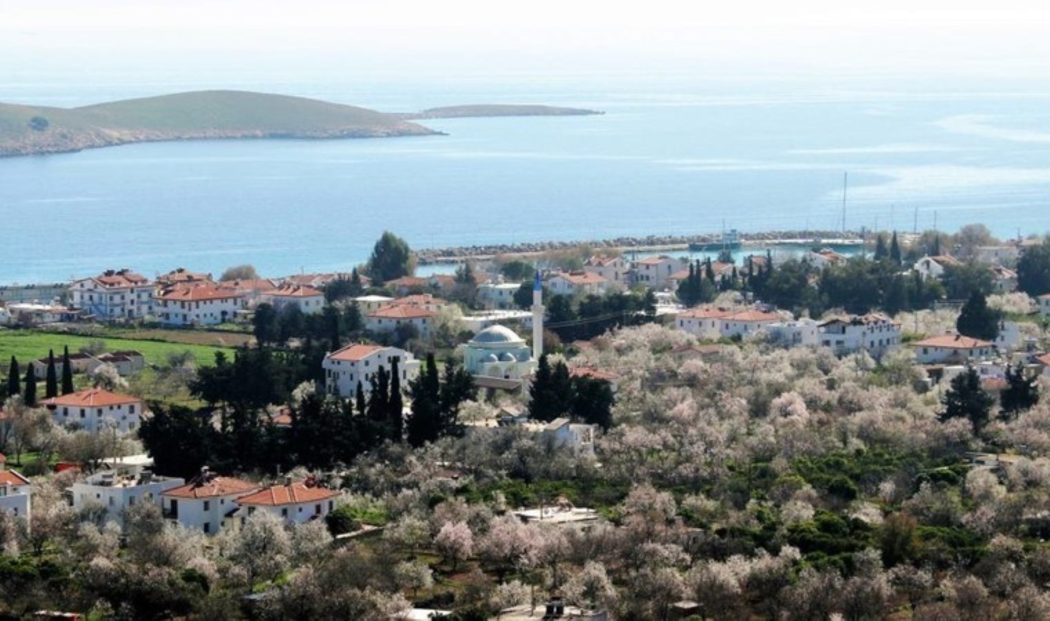 Datça’da hasat erken başlıyor: Verim yüksek olacak!