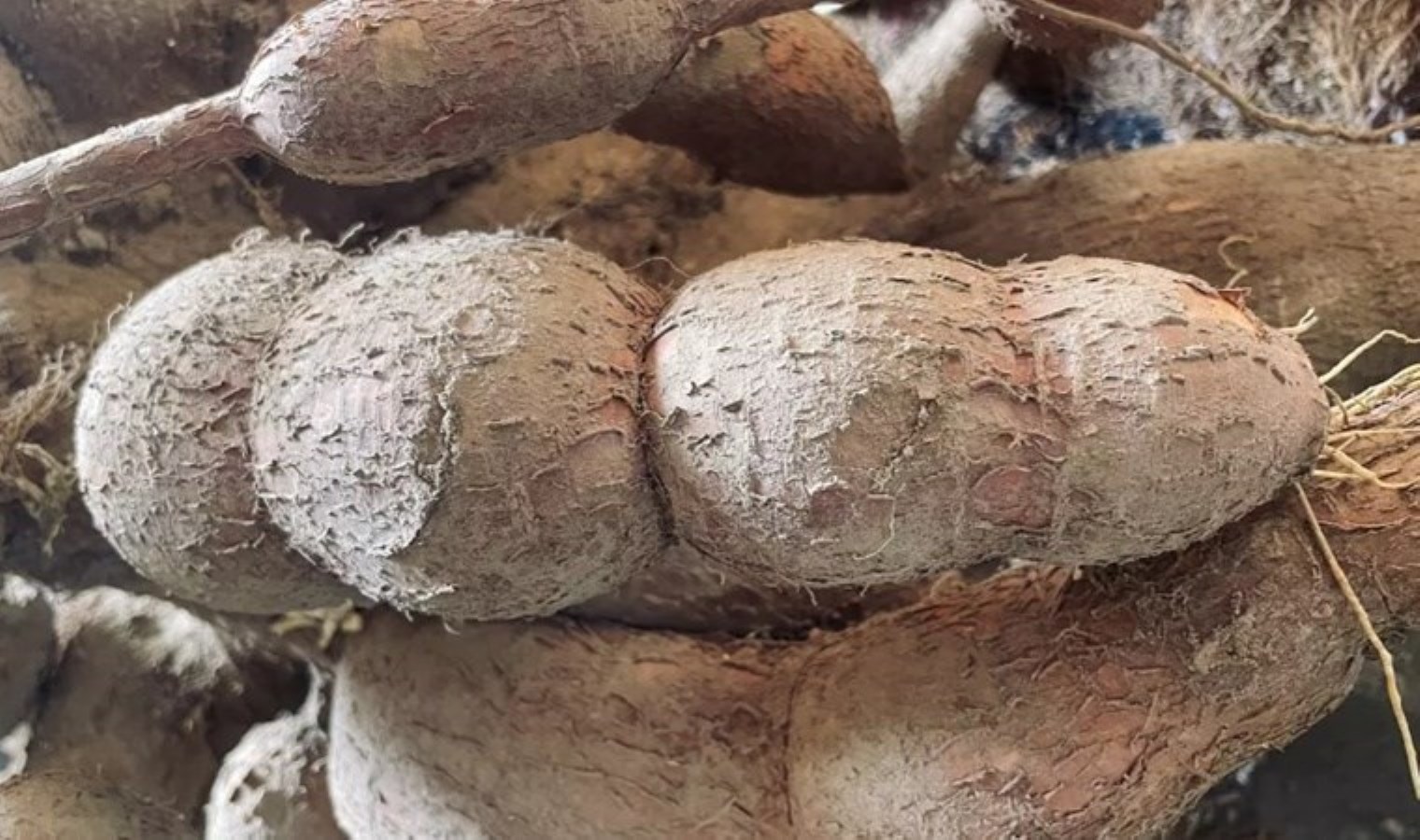 Dünya Sağlık Örgütü uyardı: ‘Her yıl yüzlerce ölüme neden oluyor!’