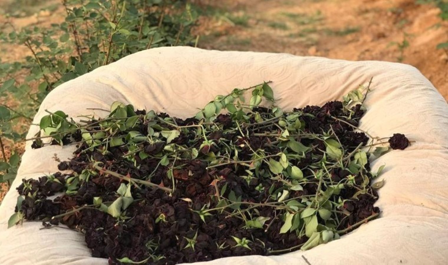 Dünyada sadece Türkiye’de yetişiyor: 1 litresi 42 bin Euro