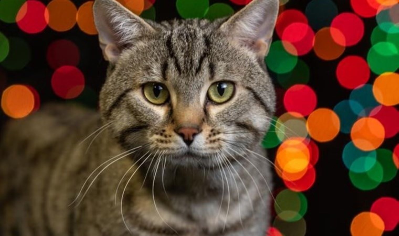 Dünya’nın ‘en küçük’ kedisinin fosili keşfedildi