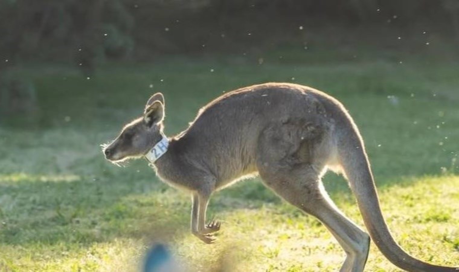Dünya’nın ilk kanguru embriyosu elde edildi