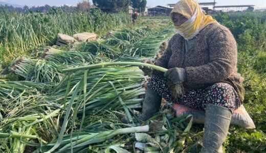 Efeler’de günlük 700 lira yevmiye ile hasat sürüyor!