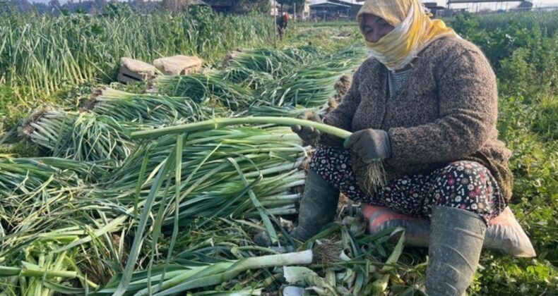 Efeler’de günlük 700 lira yevmiye ile hasat sürüyor!