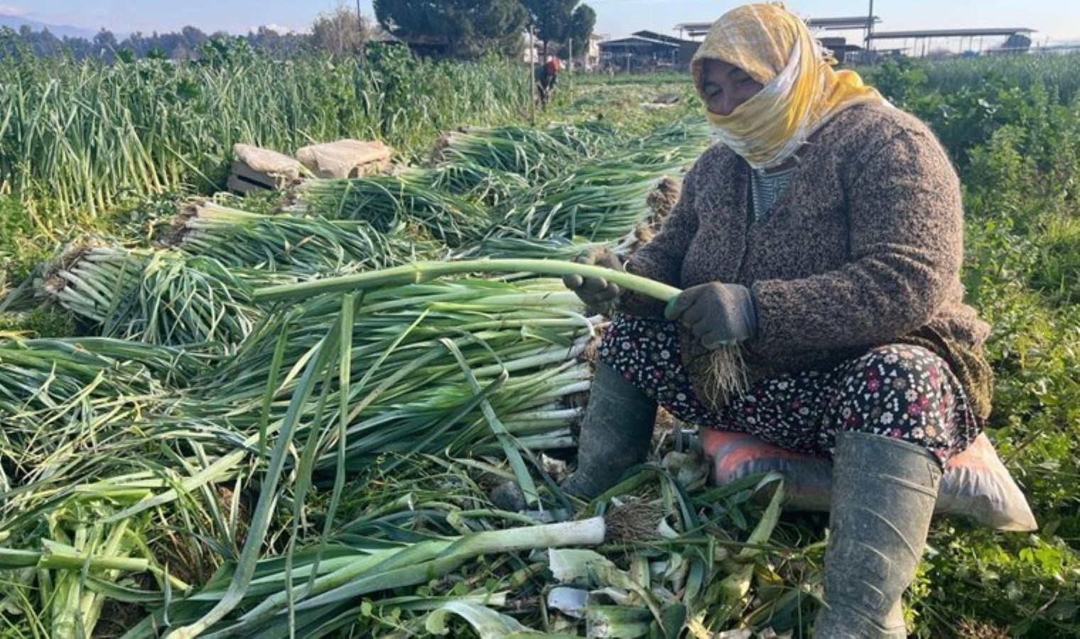Efeler’de günlük 700 lira yevmiye ile hasat sürüyor!