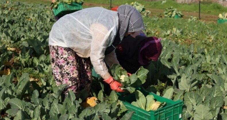 Efeler’de hasat başladı! Bakkallarda satılacak…