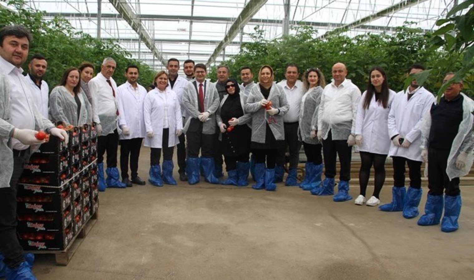 Ekim ayında ekilmişti: Manisa’da  yılın ilk hasadı yapıldı!