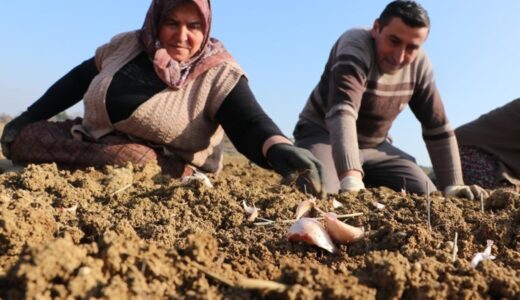 Ekim dönemi erken başladı: 4 bin ailenin geçim kaynağı…