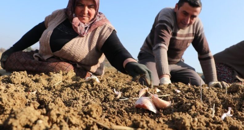 Ekim dönemi erken başladı: 4 bin ailenin geçim kaynağı…