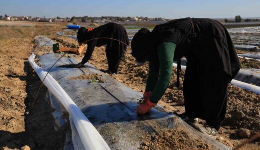 Erkenci karpuzlar için Adana’da fideler toprakla buluşuyor