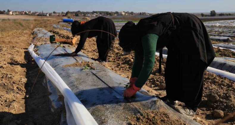 Erkenci karpuzlar için Adana’da fideler toprakla buluşuyor