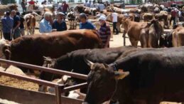 Erzincan’daki hayvan pazarında şap karantinası: Hayvan pazarı geçici olarak kapatıldı