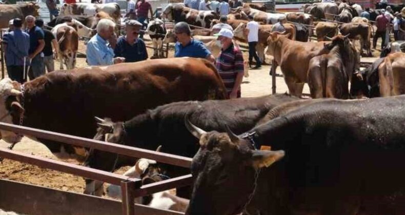 Erzincan’daki hayvan pazarında şap karantinası: Hayvan pazarı geçici olarak kapatıldı