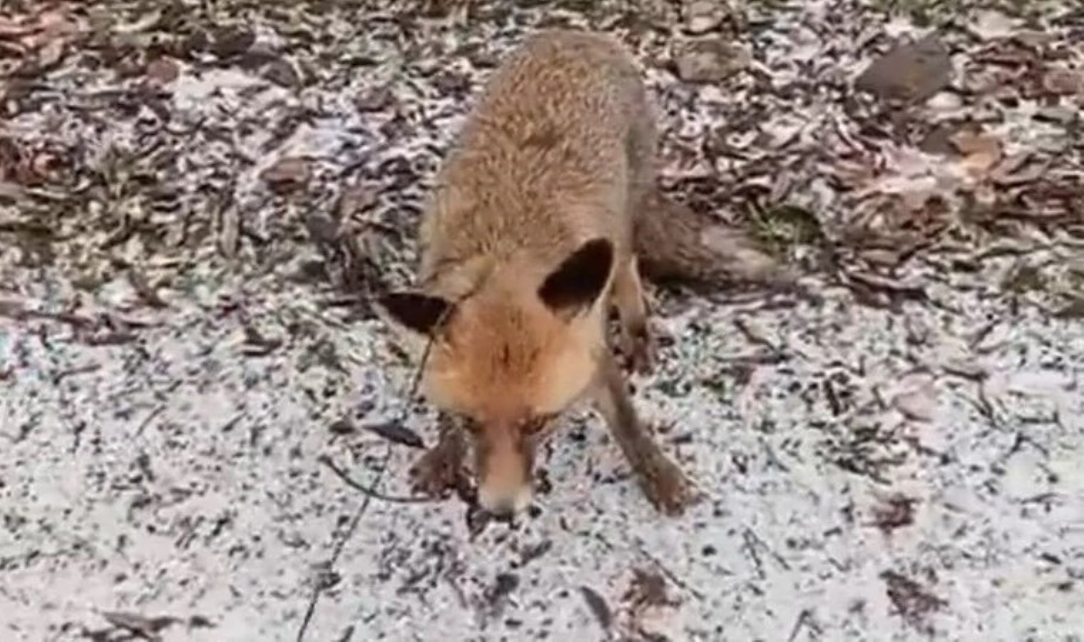 Erzurum’da tilkiye eziyet eden şahıs yakalandı