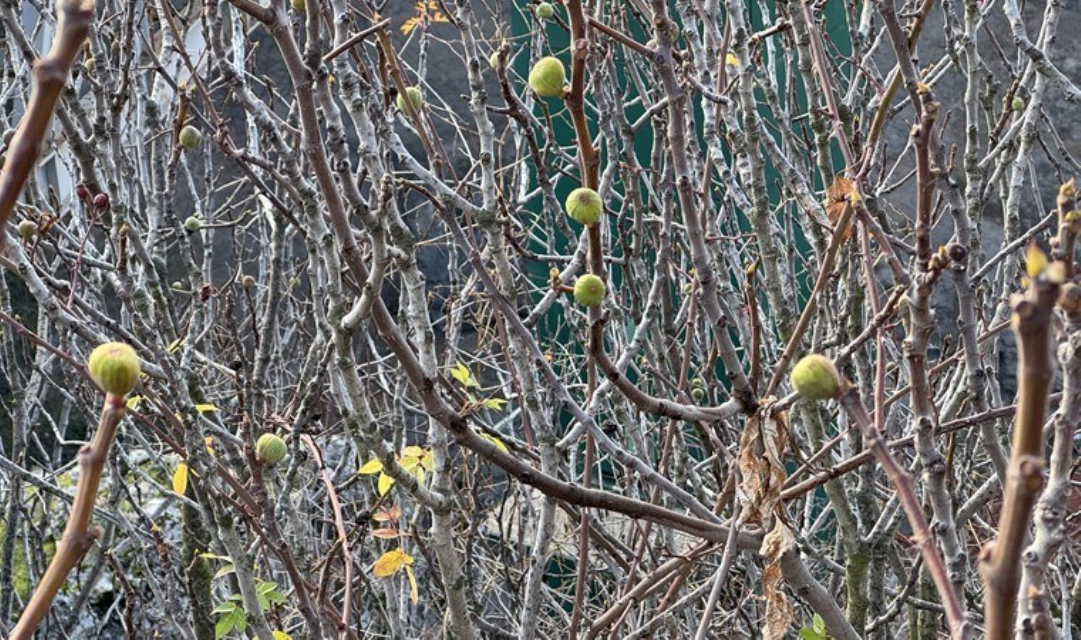 Eylül ayında bekleniyordu! Safranbolu’da beklenmeyen hasat…