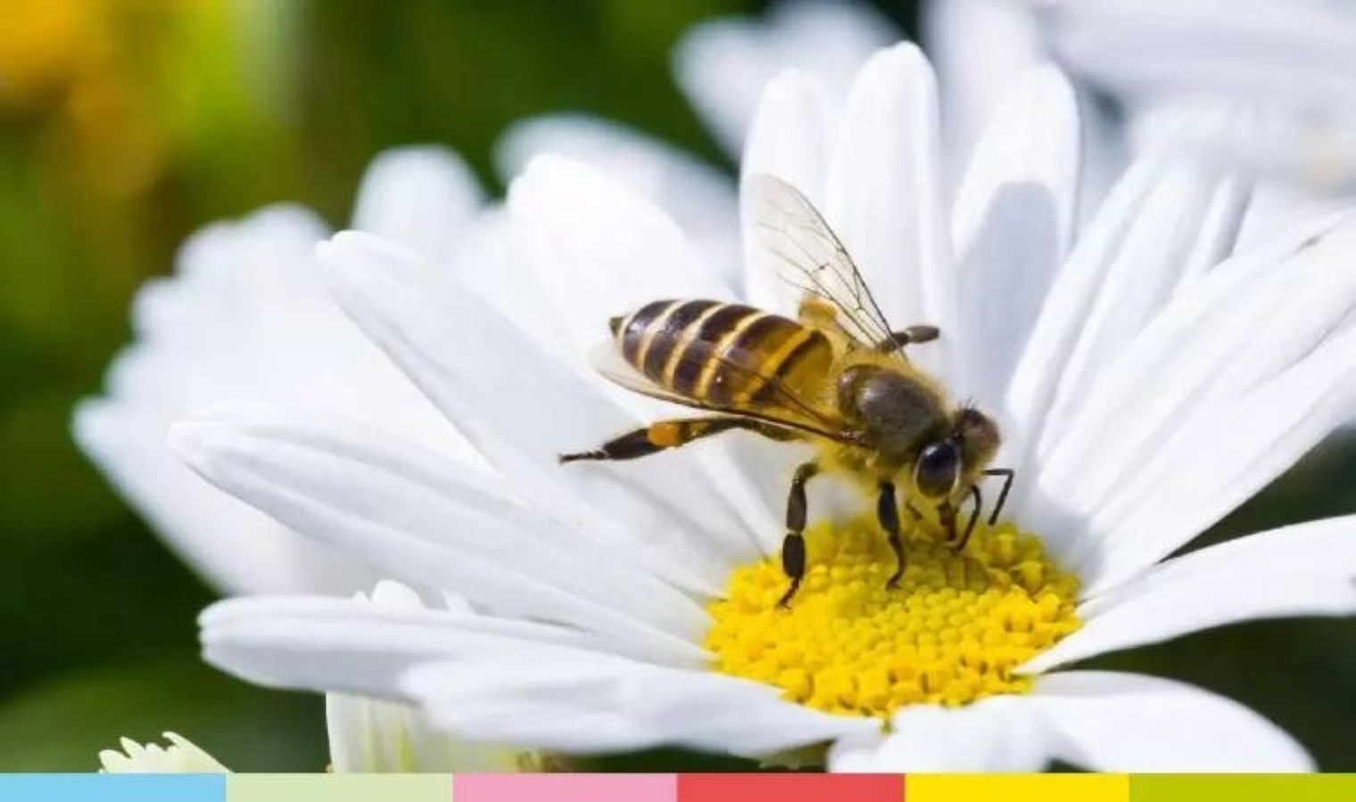 Fransız araştırması: Arılar sosyal davranışlarıyla sokma olasılığını azaltıyor