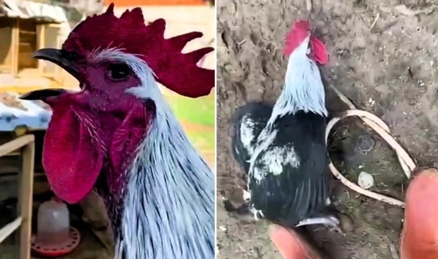 Görüntüler gündem oldu: Horoz bayılana kadar öttü…