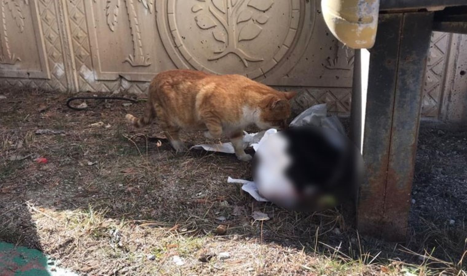 Gümüşhane’de hayvana eziyet! Mezarlıkta beyaz torba içine konuşmuş kedi cesedi bulundu