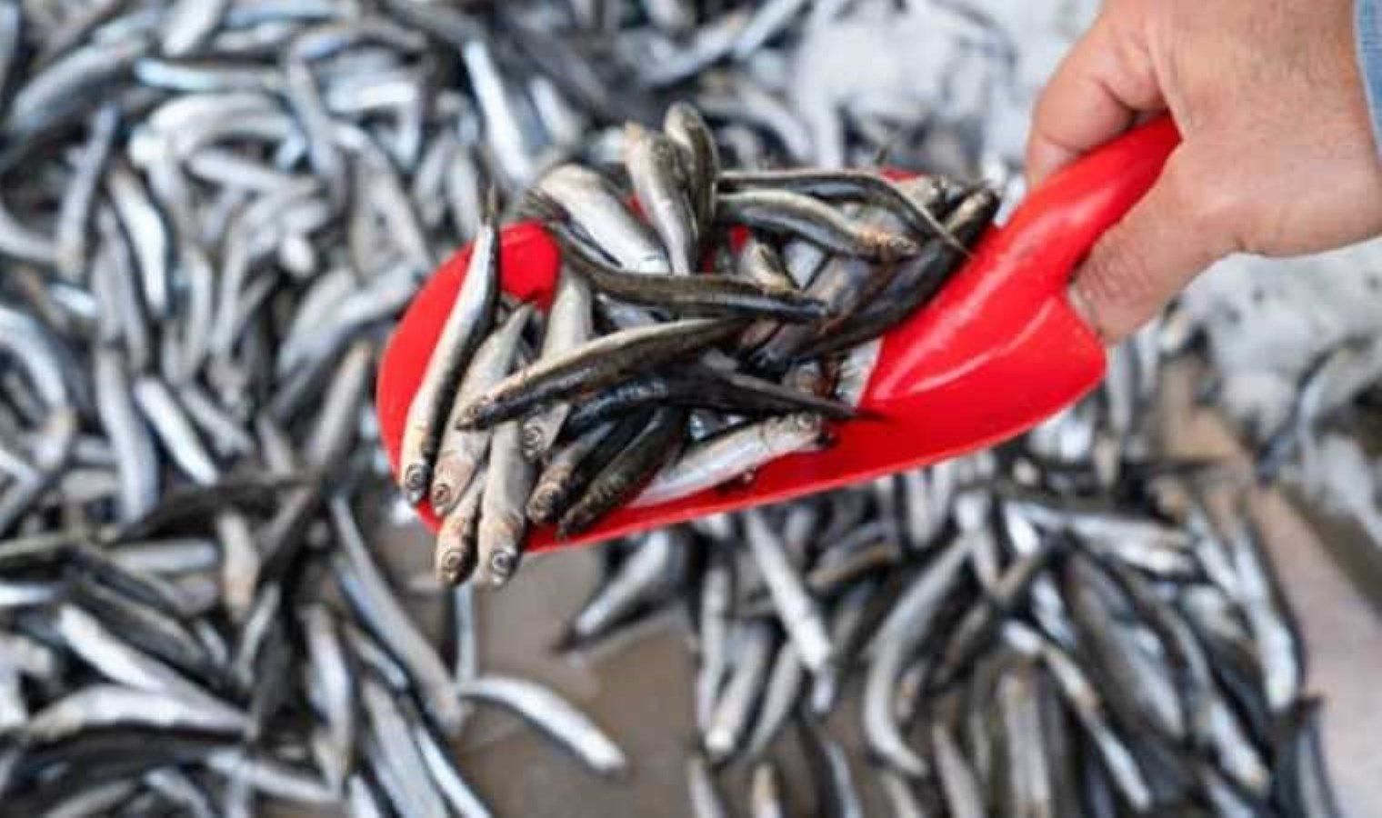 Hamsi sezonu bitti bitiyor: Fiyatlar uçtu!