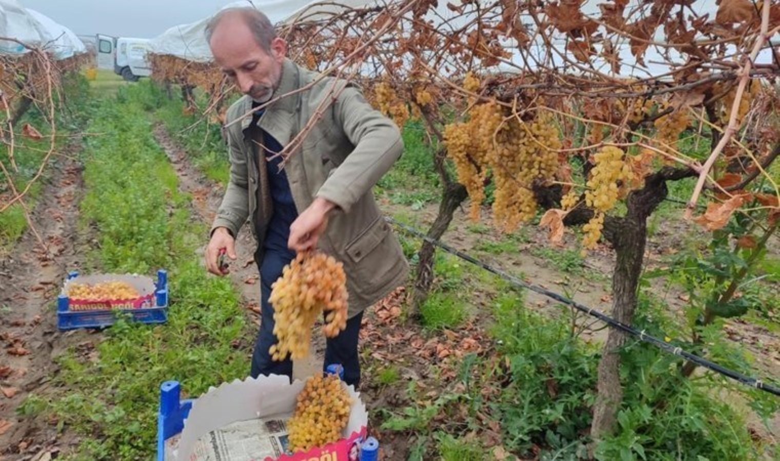 Hasadı artık 7 ay sürüyor! Dalında ne kadar fazla kalırsa o kadar değerli…