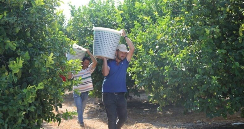 Hasat dönemi boyunca dalında 5 liraya satıldı! Ümit dış pazarda…