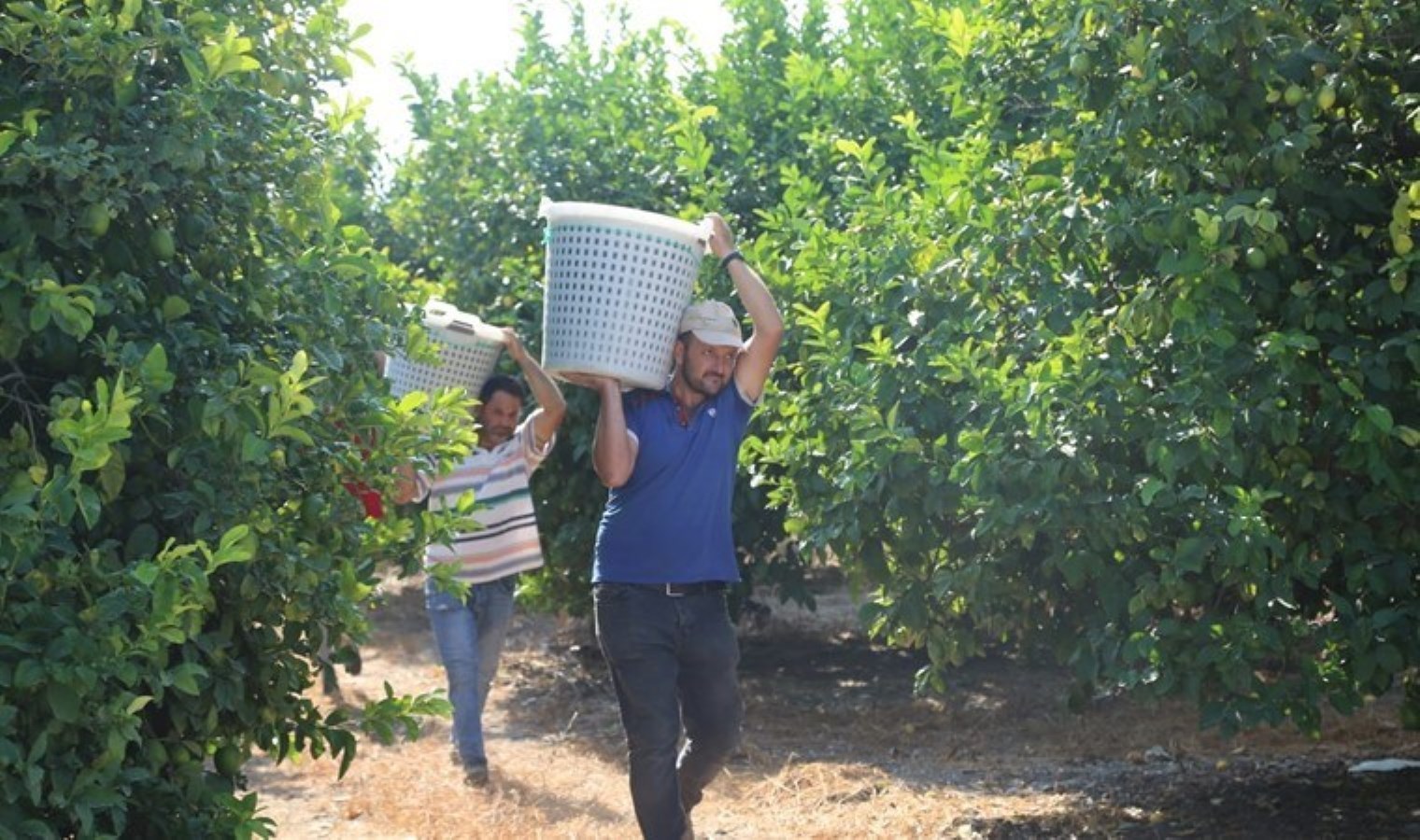 Hasat dönemi boyunca dalında 5 liraya satıldı! Ümit dış pazarda…