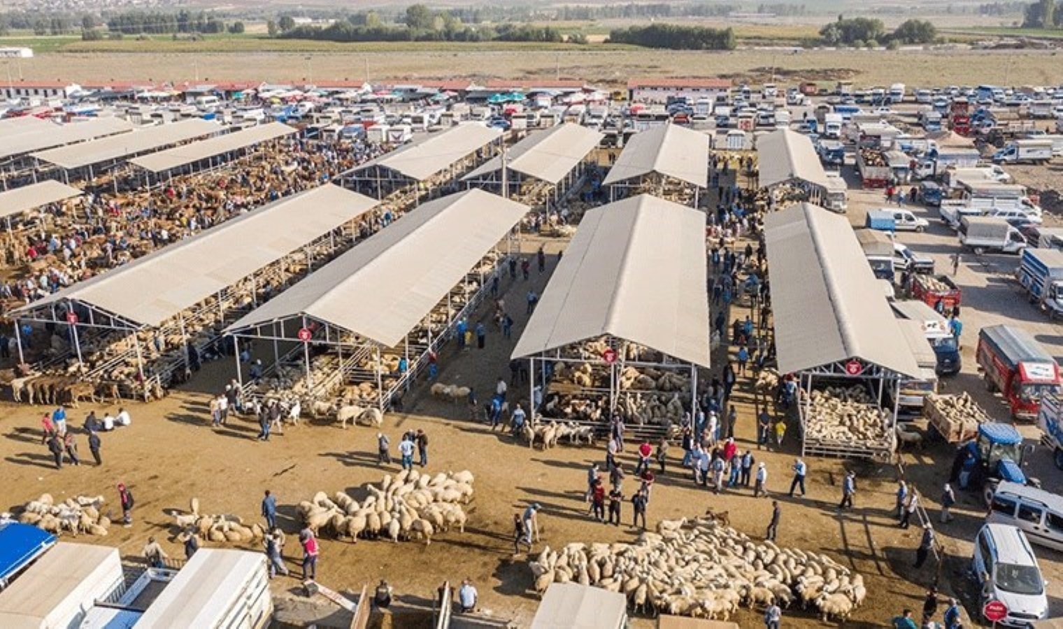 Hayvan pazarında şap hastalığı paniği: Türkiye’nin en büyük pazarı kapatıldı