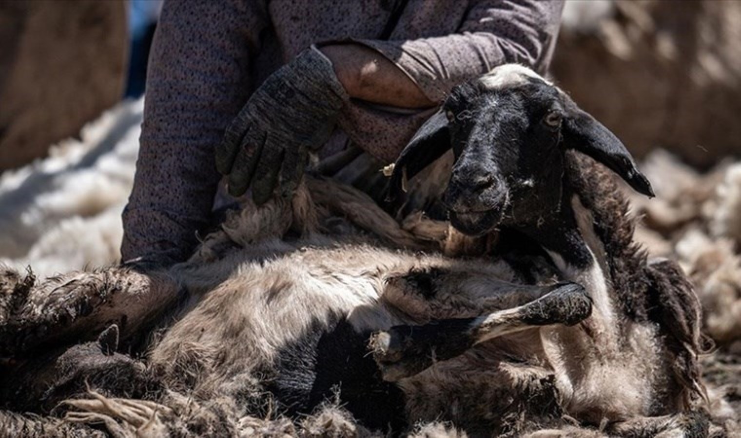 Hayvancılığa destek projesi nedir? Hayvancılığa destek projesine kimler başvurabilir, başvurular ne zaman?
