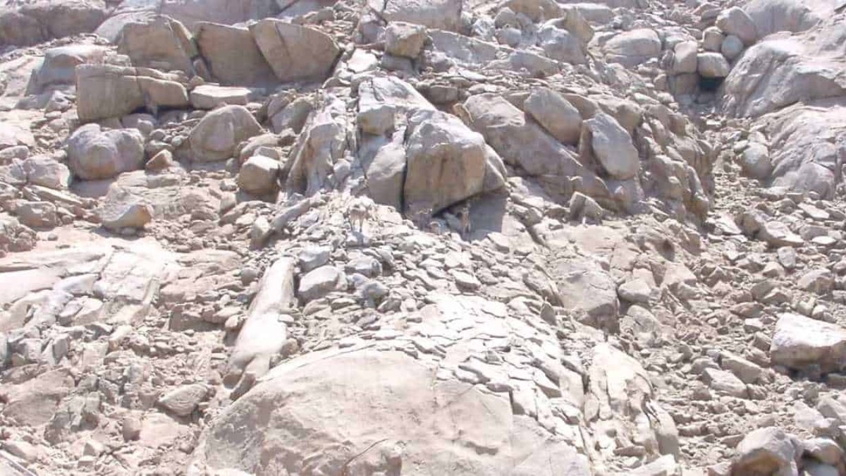 İllüzyon testi: Herkes kayaları görüyor ama sadece zekiler geyiklerin farkında…