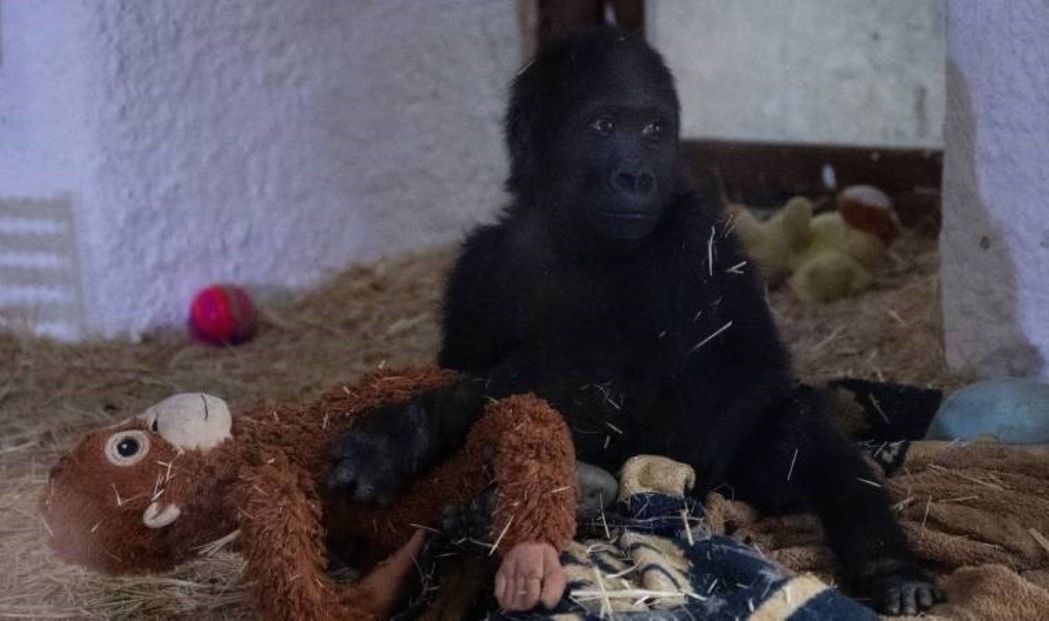 İstanbul Havalimanı’nda bulunan yavru gorilin ismi belli oldu