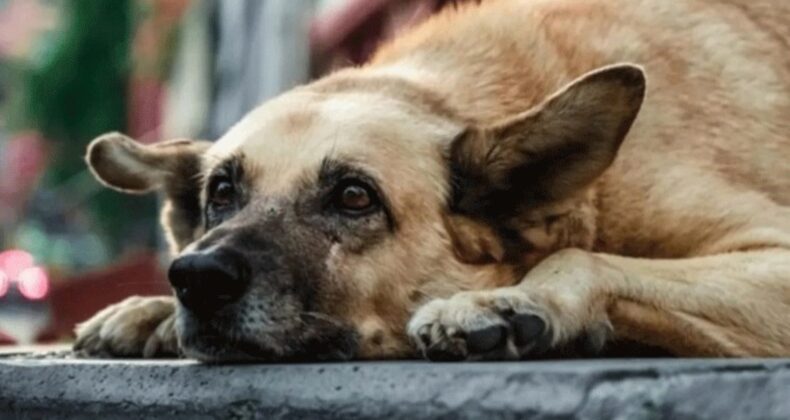 İstanbul’da köpeği darbeden şahsın cezası belli oldu