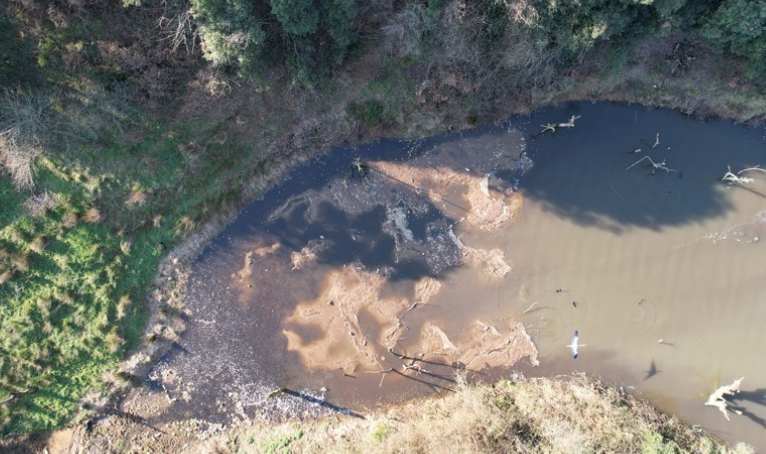 İstanbul’da korkutan görüntü: Yüzlerce balık ölüsü kıyıya vurdu!