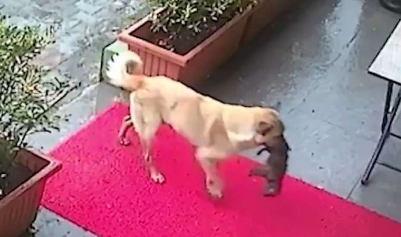 İstanbul’da sahipsiz köpek ölmek üzere olan yavrusunu veterinere getirdi