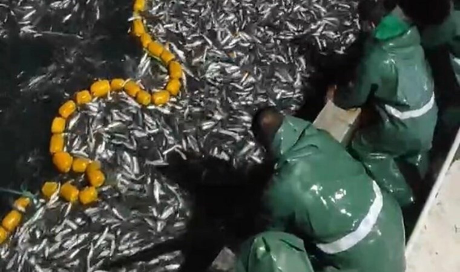 İzmir’de balıkçılar, tonlarca kefal yavrusunu denize saldı: ‘Önemli olan denizlerimiz’