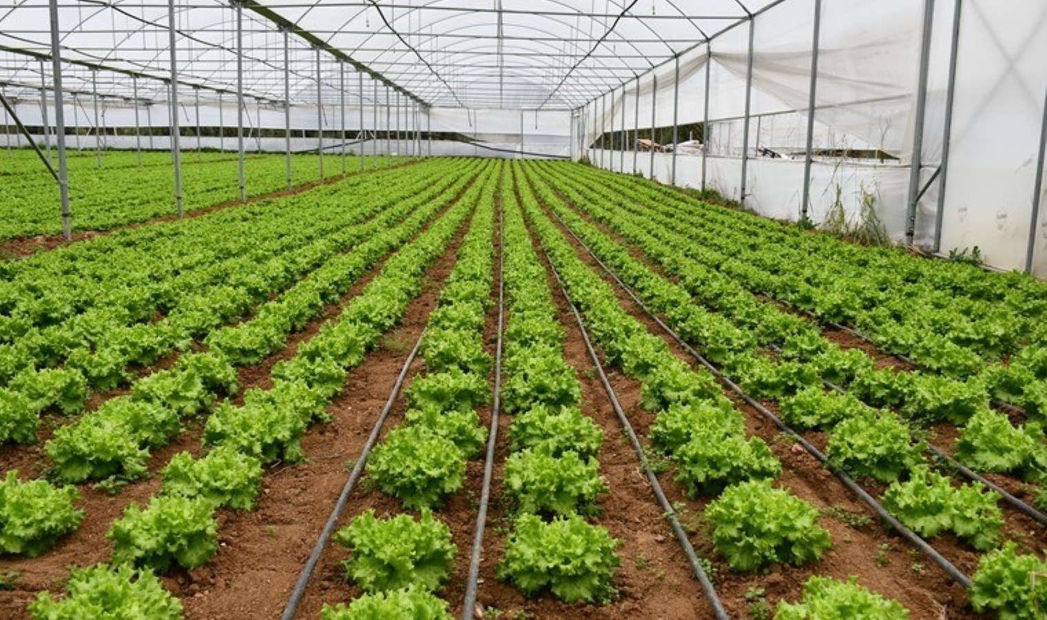 Kahvehanede çalışmaya başladı, 4 dönüm arazide üretime başladı: Her yıl 35 bin mahsul alıyor…