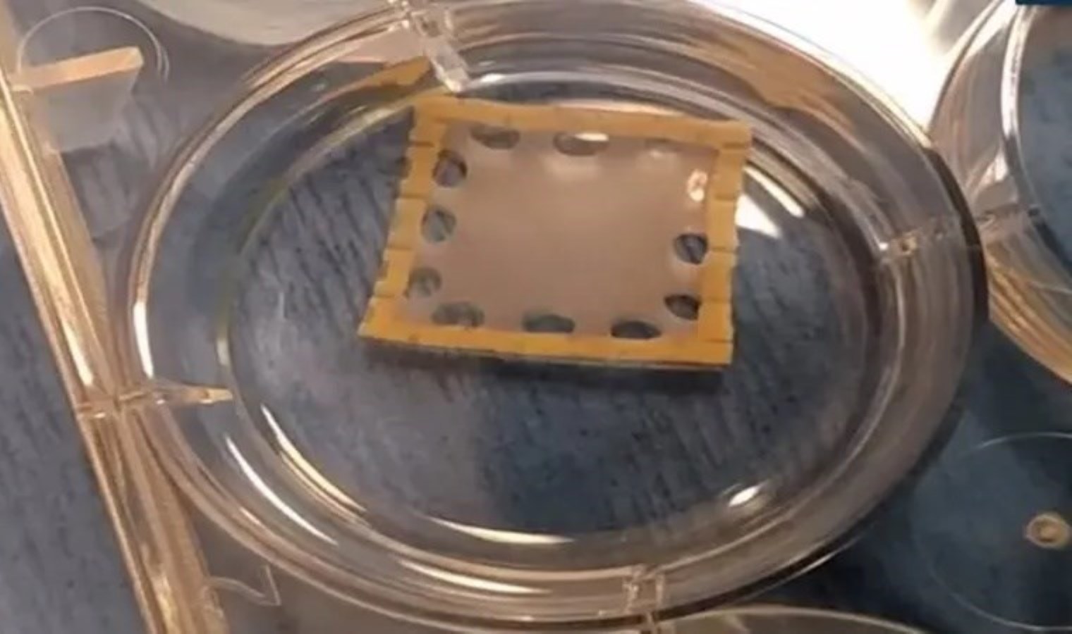 Kalp hastalıklarının tedavisi için ‘kalp kası yamaları’ geliştirildi