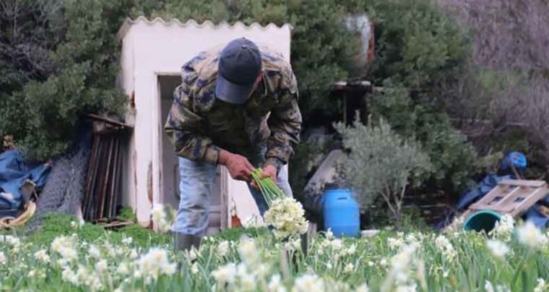 Karaburun’dan Türkiye’nin dört bir yanına satılıyor: Tarlada 100, tezgahta 200…