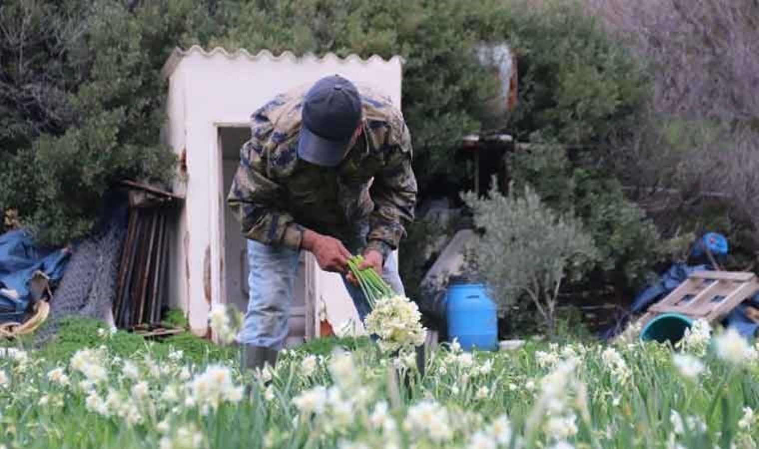 Karaburun’dan Türkiye’nin dört bir yanına satılıyor: Tarlada 100, tezgahta 200…