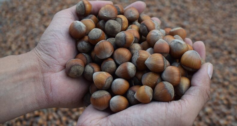 Karadeniz’den fındık ihracatı arttı