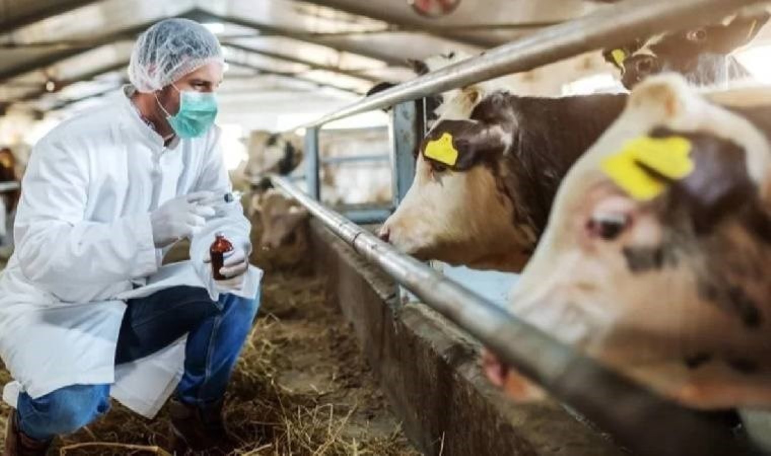 Karaman’da şap alarmı… 7 köy karantinaya alındı!