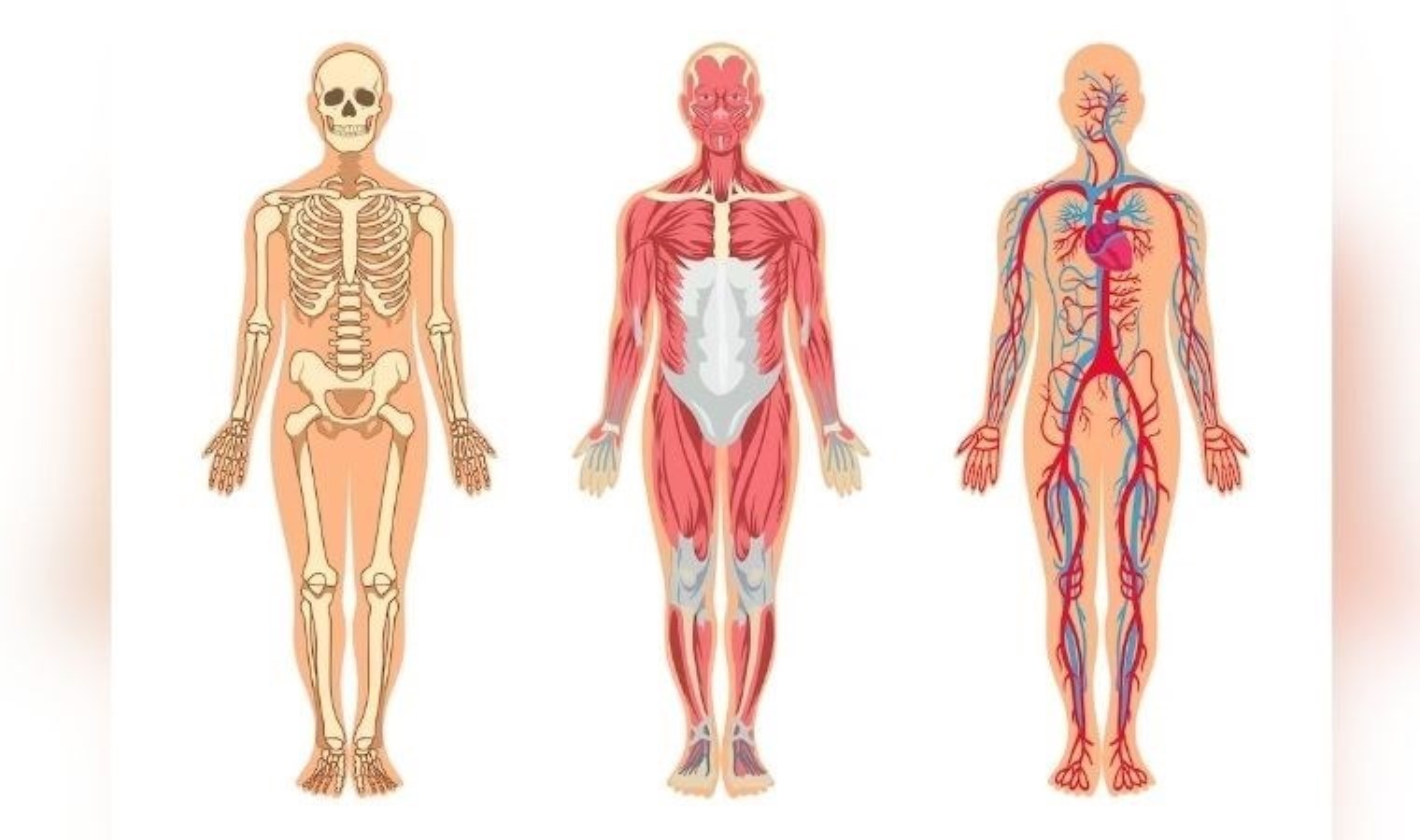 Kas geliştirmek isteyenlerin beslenme listesinde olması gereken mucize gıda: Kas onarımına yardımcı olan 10 etkili besin