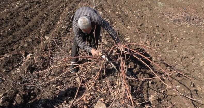 Kilis’te budama mesaisi başladı: Sofraya yolculuğu 8 ay sürdü…