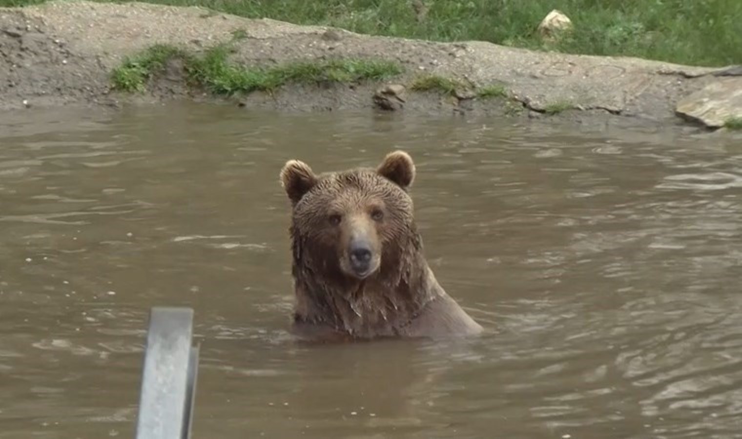 Koruma altındaki bozayılardan biri barınaktan kaçtı: Dron ve köpekle aranıyor